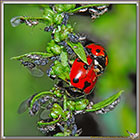 Coccinelle